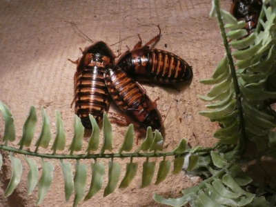Groep kakkerlakken